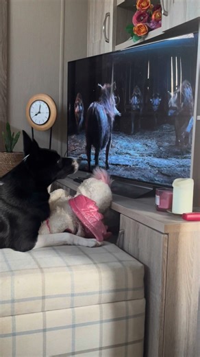 Barney the Tv border collie Part 5 | Stephen Kelleher