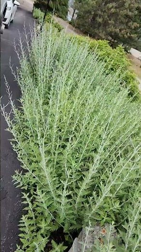 The Best Russian Sage!
