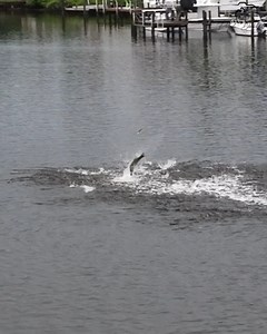 MULLET MADNESS 🎉🐟 The Annual Fall Mullet Run in Florida 🌊 Filmed in Tequesta, Florida | Paul Dabill Photography