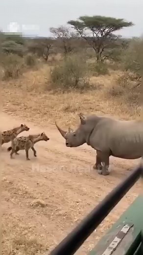 Always know your boundaries! Don’t let your numbers deceive you, humility still dey important 😂🥴" #viral #lifestyle #RiseMadridista #animallover #animals | football ambassador