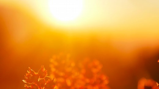 Understanding How Cells Repair Damage From UV Rays | Cell And Molecular Biology