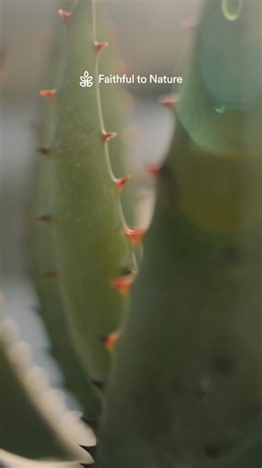 109 reactions | Reveal clear, glowing skin with lelive.'s clean, sustainable, and inclusive skincare. 癩 Formulated with powerful African botanicals and science-backed actives to target your skin's biggest concerns✨ | Faithful To Nature | Facebook