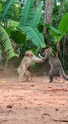 Epic Street Fight: Brave Cat vs Crazy Monkey! #shortsvideo