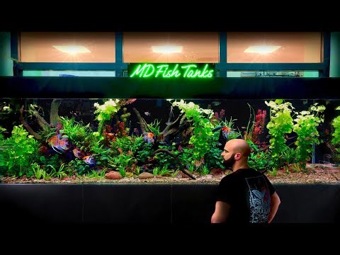 Building 8ft NON CO2 Ecosystem Aquarium: 1000L Angelfish, Keyhole Cichlids, Tetra, Corydoras