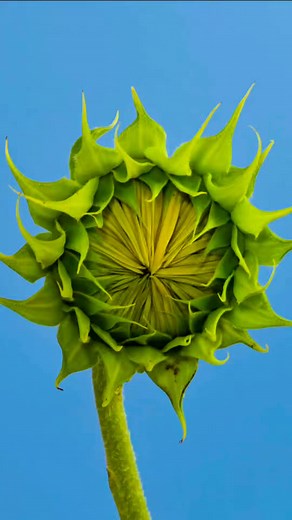 13K views · 231 reactions | #nature #beautiful #flowers #reels | Manisha Dutta | Facebook