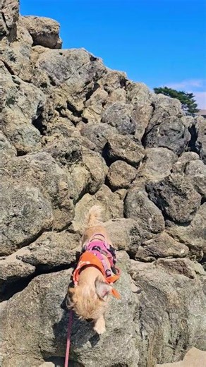 Morro Bay Weather Today ☀️ Sunny Cayucos Beach Walk -June 6