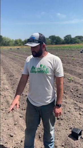 Best plant spacing when planting full term cannabis - Single row vs Double - Cannabis Grow Guide -