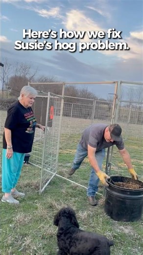 Fixing Susie’s Hog Problem | Trap Setup & Baiting