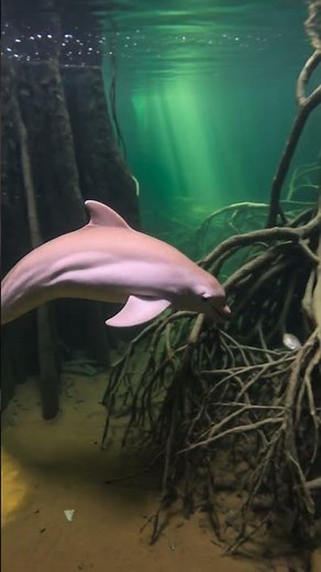 This Pink Dolphin Exists in Real Life! 🐬 #PinkDolphin #AmazonRiverDolphin #amazonwildlife