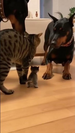 Mama Cat Blocks the Dog to Protect Her Tiny Kitten