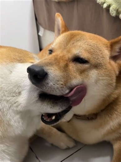 Adorable Dog Kissing Moments