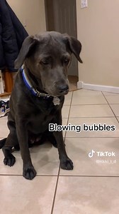 Labrador Puppy vs Adult Dog: A Playful Comparison