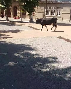 10K views · 40 reactions | #Viral  | "Más perdido que ternero en plaza". El episodio sucedió este mediodía en la Plaza 33 de San José de Mayo: un bovino apareció en el lugar, ante la atónita mirada de propios y extraños. Fuente : San José Ahora | 90.1 Fm Ideal | Facebook