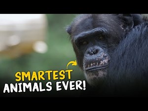 10 Smartest Animals Ever | Unbelievable Intelligence Unveiled!