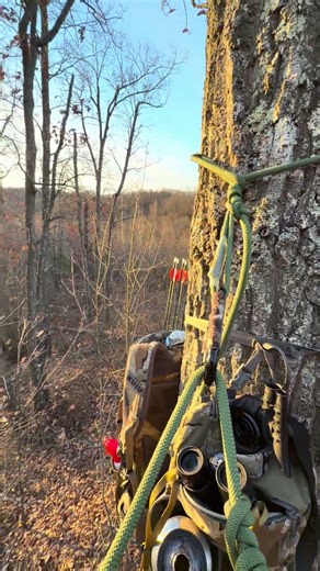 Beautiful morning in the deer stand#deerhunting#morning #treestand