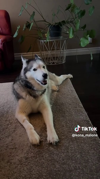 Funny Talking Siberian Husky Moments on TikTok