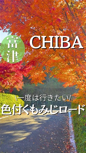チバカメ|千葉発おでかけ on Instagram: "〜今回ご紹介する『紅葉🍁』スポット〜 ドライブスポットにもおすすめな紅葉🍁‼️ 「もみじロード」 ◆スポットの情報◆ 色鮮やかに咲き誇るもみじロード🍁 車で通ったら気になって立ち寄ったら凄い紅葉スポットを見つけた‼️ まだ、紅葉スポットに行ってなかったら行ってみてほしい。周辺にも紅葉スポットが沢山あった🤭 ◆補足情報◆ 住所・・・・千葉県富津市県道182号 駐車場・・・なし #千葉県 #chiba #富津 #紅葉スポット #紅葉"