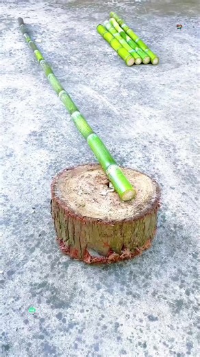 sugar cane cutting ASMR sounds | Sugar Cane