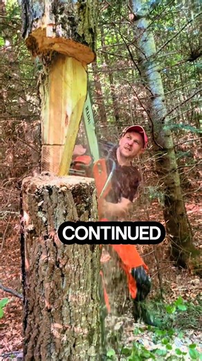 Can this method of cutting a tree be copied? #chainsaw #sawblade #logging #wood
