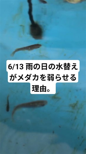 6/13 Why changing your Medaka's water on a rainy day weakens them. #Medaka #MedakaKeeping #MyMeth...
