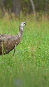 Mid morning clover snack for the bearded hen! ☘️ #clover #foodplot #turkey | Tecomate Wildlife Seed
