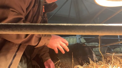 It's the toughest conditions we've faced in a while, but our lambs are starting to arrive in the middle of a the heavy snow. Join Farmer Rob for a lambing with a difference as he makes his rounds. Don't forget our bonus live at 7pm tonight if you want to experience what a lambing night shift is like - you can buy tickets online. | Cannon Hall Farm
