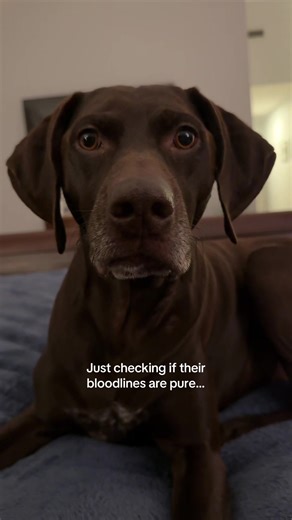 Understanding German Shorthaired Pointer Bloodlines