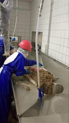 Removing or Clean cutting of Ox-tripe before putting in machine