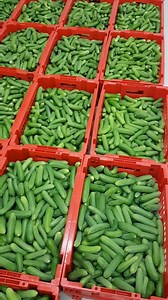 Rayuwa Farms: Harvested Cucumber, unique in nature, smaller and tender than the everyday Cucumber. It is a specie you need to check out. Our Cucumber, once harvested is usually taken to the cold room where distribution commences from. For any info Contact us via: Tel: 07040644444, 07064966567, 07040844444 Address: Along Kutara Road, Jankawa Village, Masaka, Karu LGA, Nasarawa State, Nigeria. As you know... For Healthy Living, Quality is Our Concern..... | Rayuwa Farms Limited