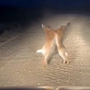 19K views · 755 reactions | 'Mad March hares' fight club! 壘壘...