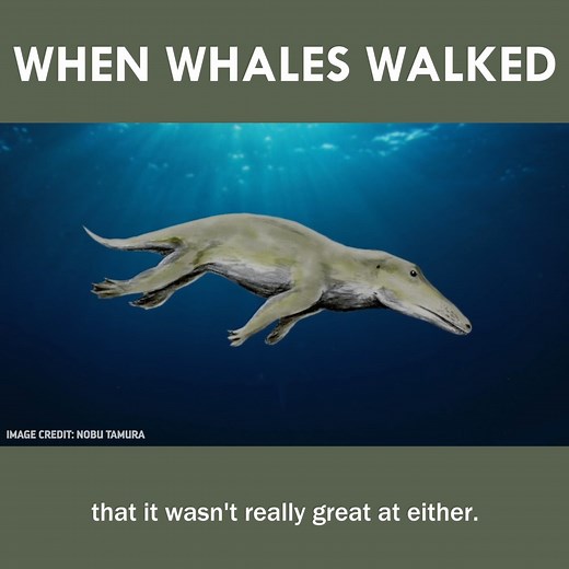 When Whales Walked 🐳👣 | Eons • PBS
