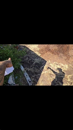 Lawn Kill & Native Plant Install in Roundrock, Texas | Crime Pays But Botany Doesn't