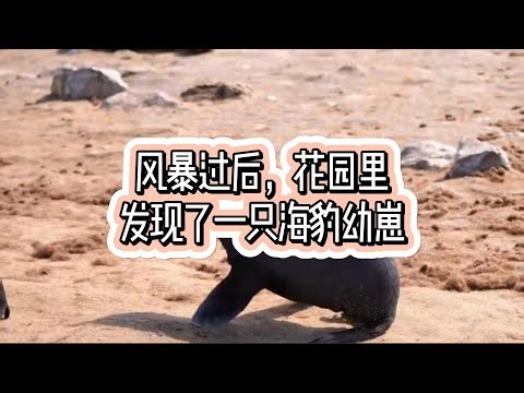 风暴过后，花园里发现了一只海豹幼崽#英国#英国生活#风暴#海豹幼崽#海浪#英国潜水员#救援#海滩#避风#鸡舍#动物