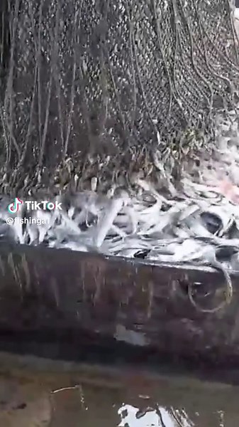 Fishing Net Full of Various Fish at Dock