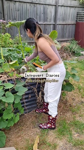 Harvesting Baby Blue Pumpkins on the Balcony: Urban Gardening Delight