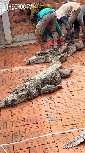 Crocodiles released safely to a new farm for freedom. #crocodile #shorts #funny #wildlife #trending