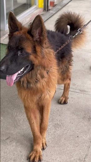 KING SHEPHERD the biggest German shepered in the world