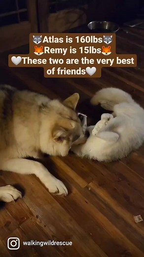 13K views · 732 reactions | Atlas, one of our Wolf dogs, and Remy...