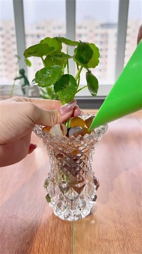 Transform nature into small scenes, making elegance a part of daily life. #Glass Vase#diy #healing