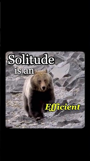 This Is Why Bears Are Solitary (It's Not Sad, It's Survival)
