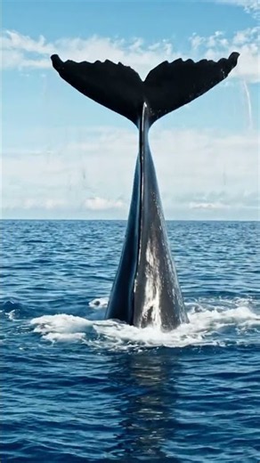 🐋🌊 Sperm Whale — The Deep-Sea Giant Takes the Plunge! ☀️