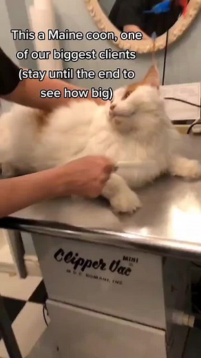 #purrfectioncatgrooming #catgroomer #catgrooming #catsoftiktok #safegrooming