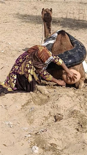 روعة الجرة، حصل الجمل على الراحة