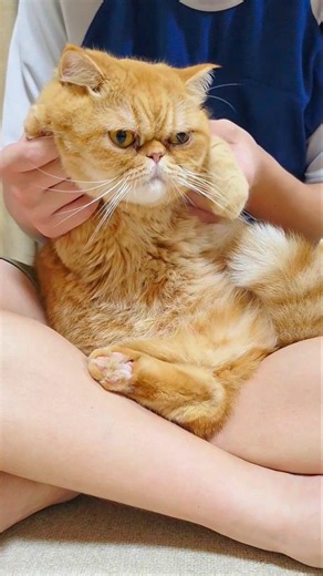 エキゾ特有の圧が強すぎる猫の『イラッとする瞬間』 #shorts