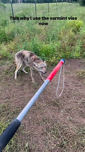 Varmint Vise: No more cable catch poles for me! #varmintvise #trapping #coyote #wildanimals #wildlife Black Water Trapping Supply Co. Trap One | Final Step Trapping