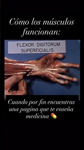 ¡INCREÍBLE! 😱 Así funcionan los musculos por dentro #viralshort #viral #medicina