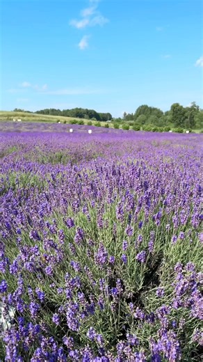 🏖️ Things to do in Traverse City Michigan 🚤 We had such a fun trip in Traverse City exploring the flowers and hikes! Here is everything we did Traverse City Tourism Day 1 🌆 Walked through Front Street Downtown TC (Official) and all the cute shops including ☕️ Outpost TC 🍫 Doug Murdicks Fudge 🍒 Cherry Republic Cherry Republic of Traverse City 🍩 Peace, Love and Little Donuts of Traverse City 👗cute thrift shop Penny lane TC ⛵️ Go on a sunset sail on the biggest tall ship in Michigan with Tra