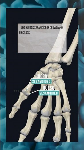 ¿Conocías los huesos sesamoideos? #anatomía #cuerpohumano #aprender #huesos #mano #medicina #cuerpo