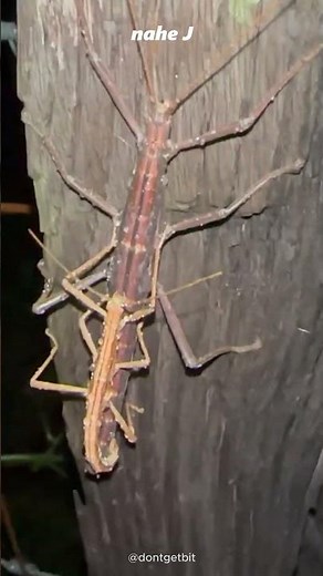 Stick Insect / Phasmatodea / Phasmida