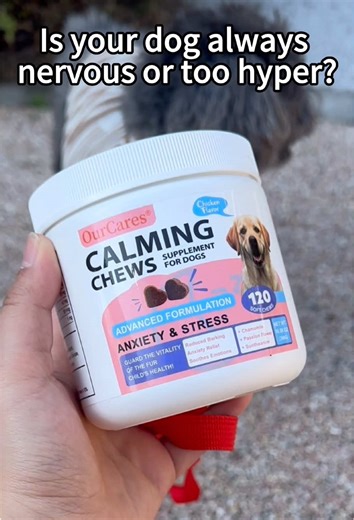 Effective Calming Solutions for Anxious Dogs